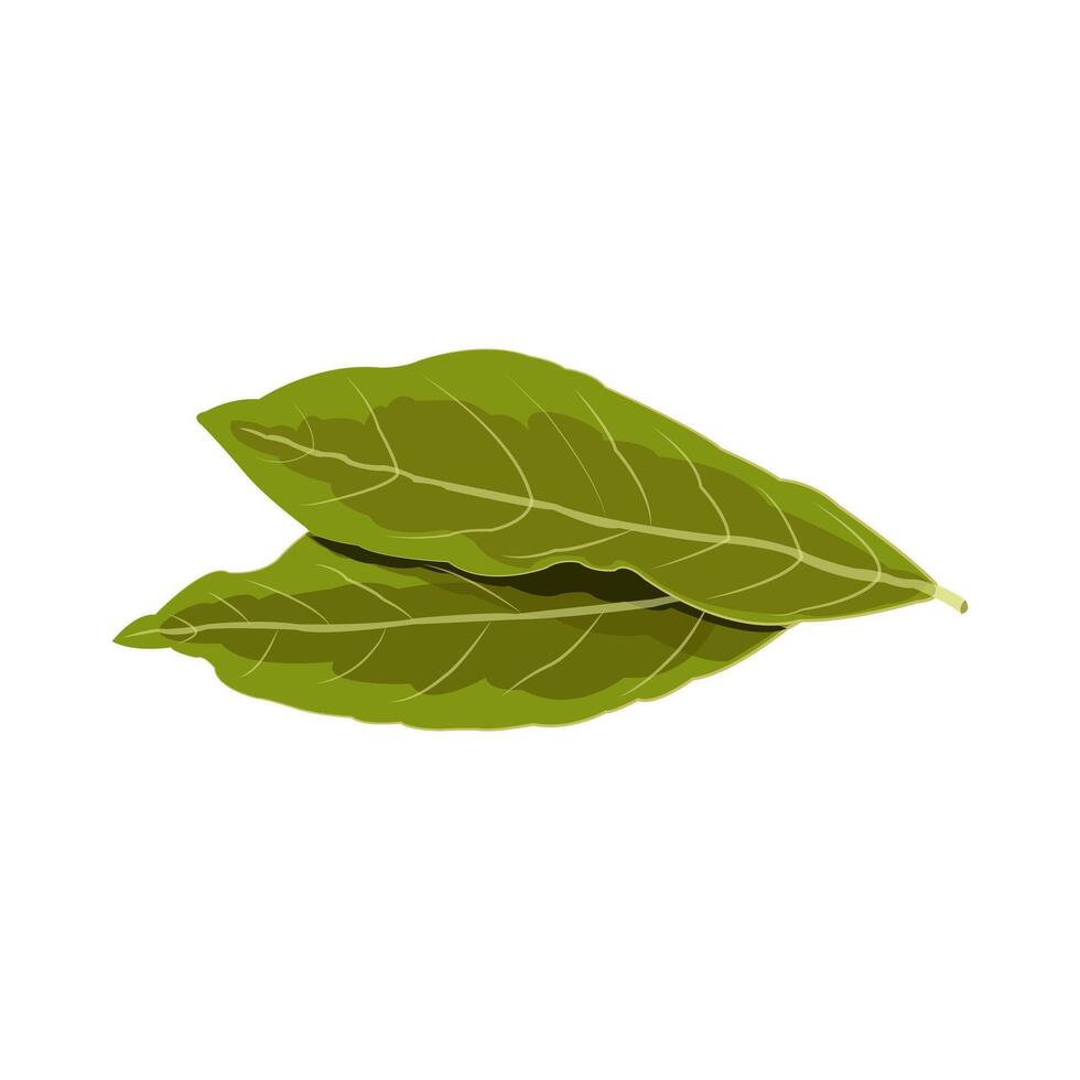 Editable illustration of bay leaf. Herbal leaves for cooking spices vector
