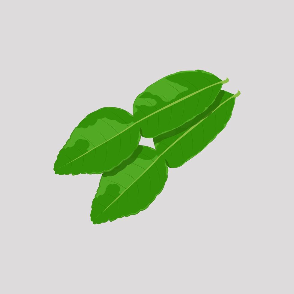 Illustration of green orange leaf, editable herbal leaf vector