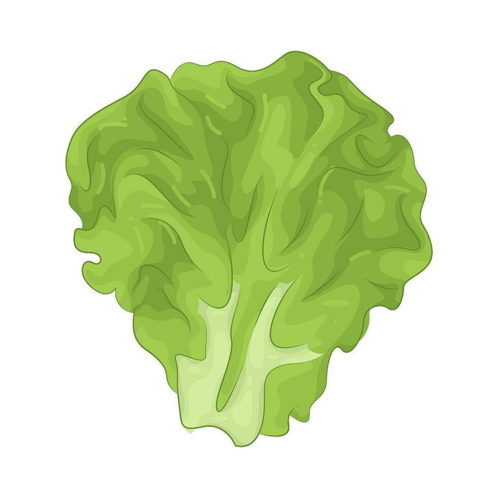 Illustration of Lettuce vector