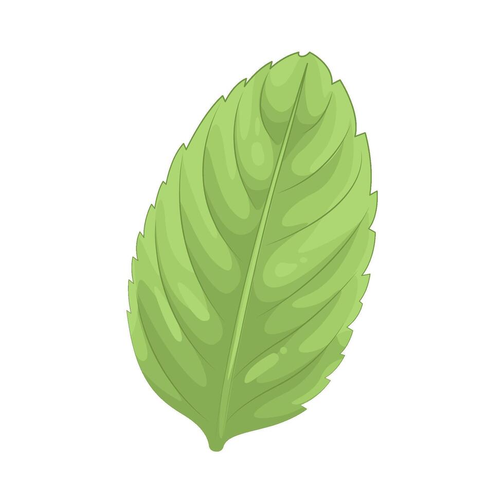 Illustration of Mint Leaves vector