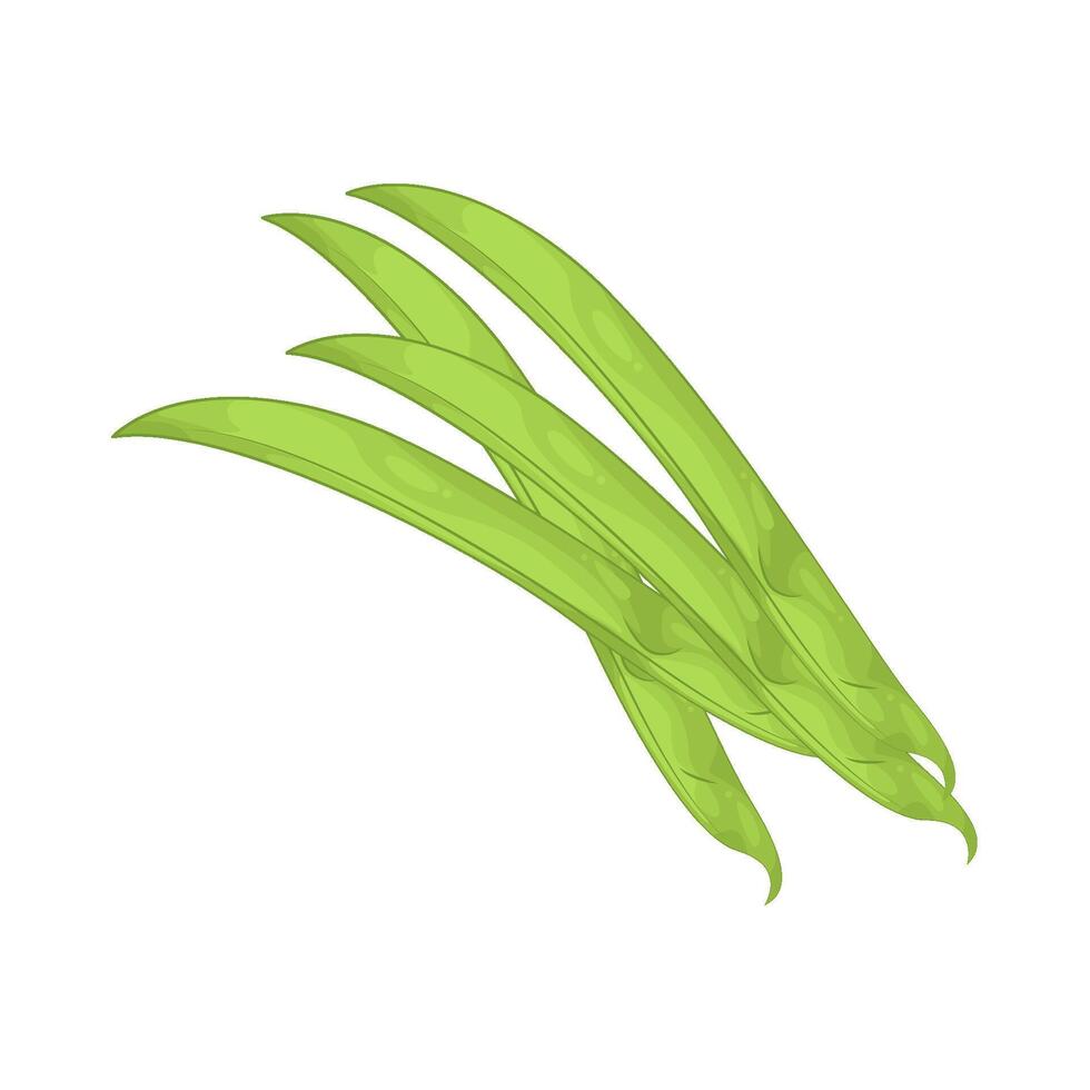 Illustration of green beans vector
