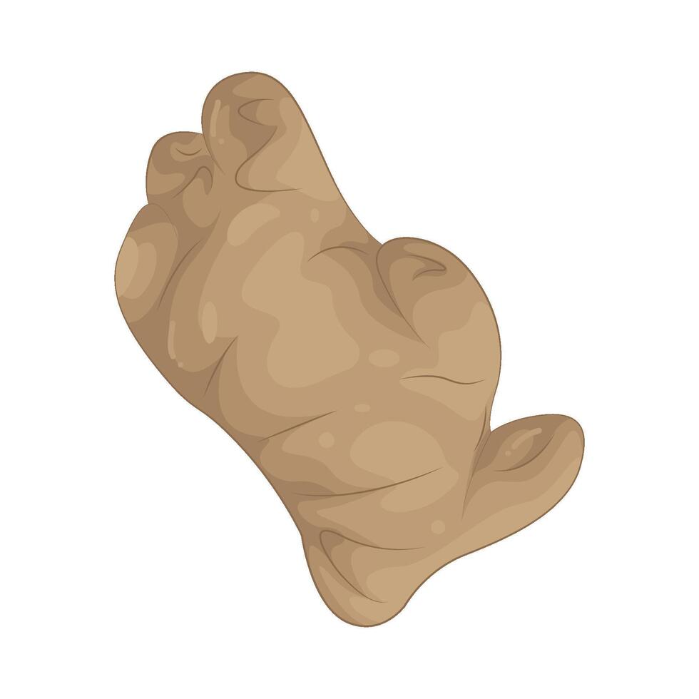 Illustration of Ginger vector