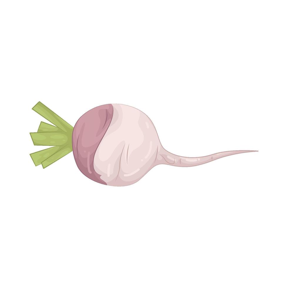 Illustration of Turnip vector