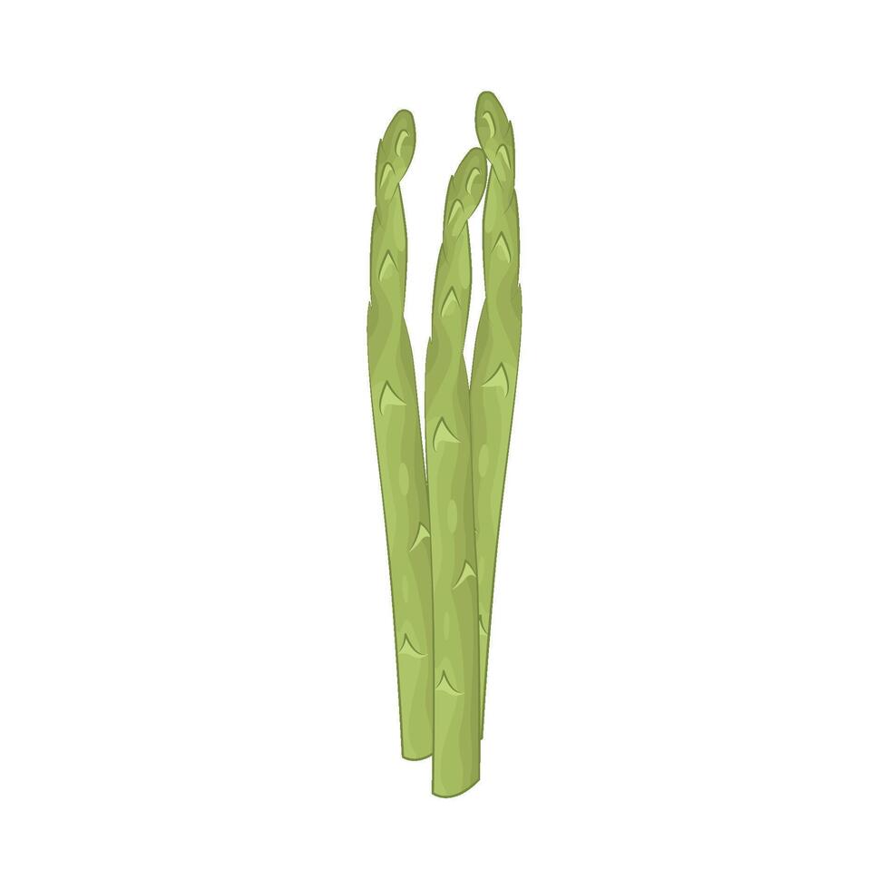 Illustration of Asparagus vector