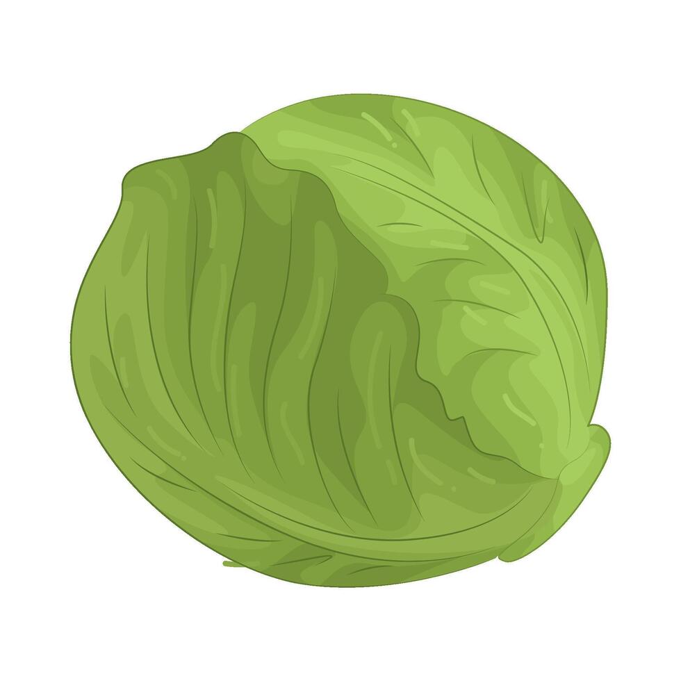 Illustration of Cabbage vector