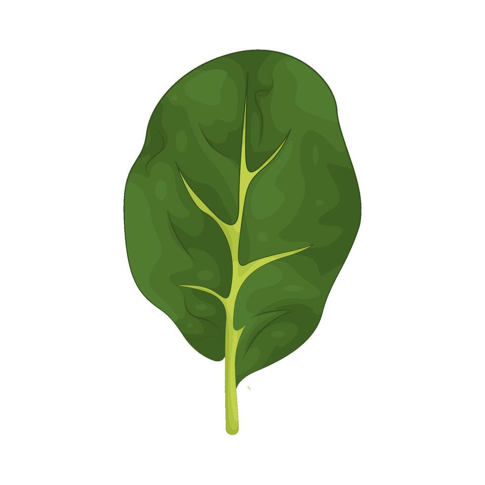 Illustration of spinach vector