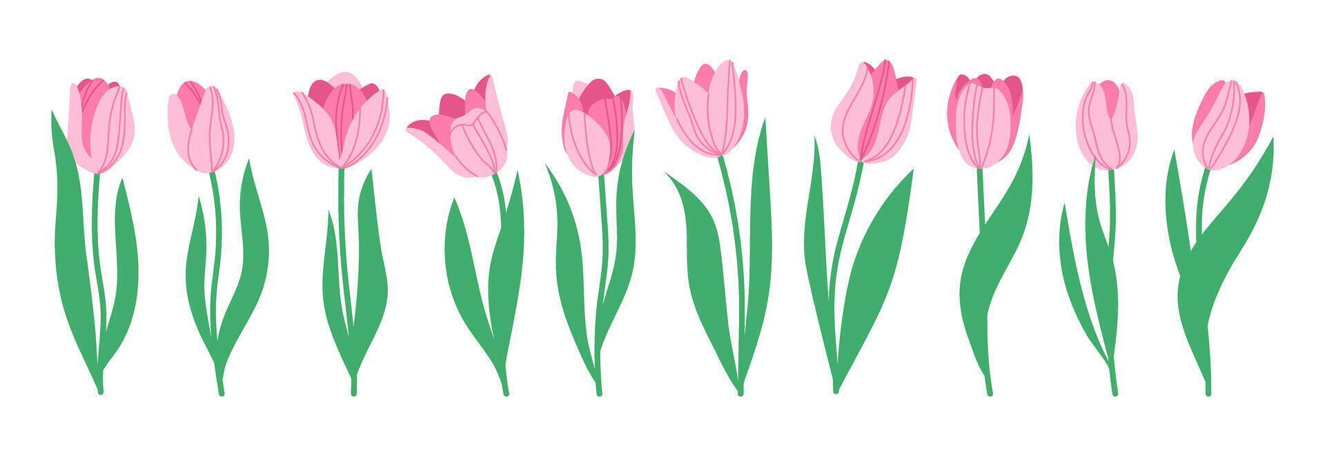 Set of spring flowers tulips. Pink tulips. Simple hand drawn illustration in doodle style isolated on white vector