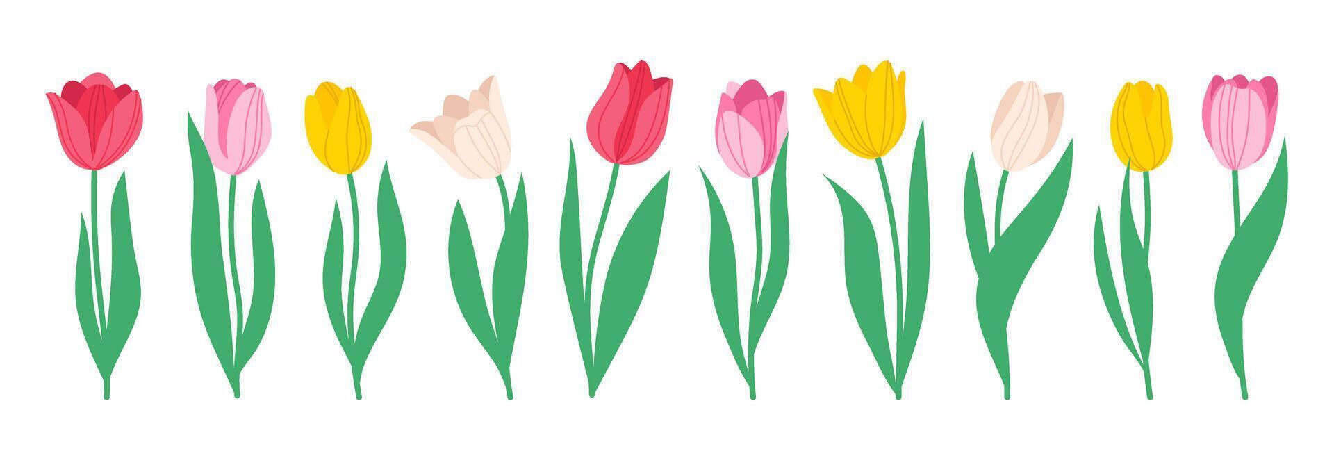 Set of spring flowers tulips. Multicolored tulips. Simple hand drawn illustration in doodle style isolated on white vector