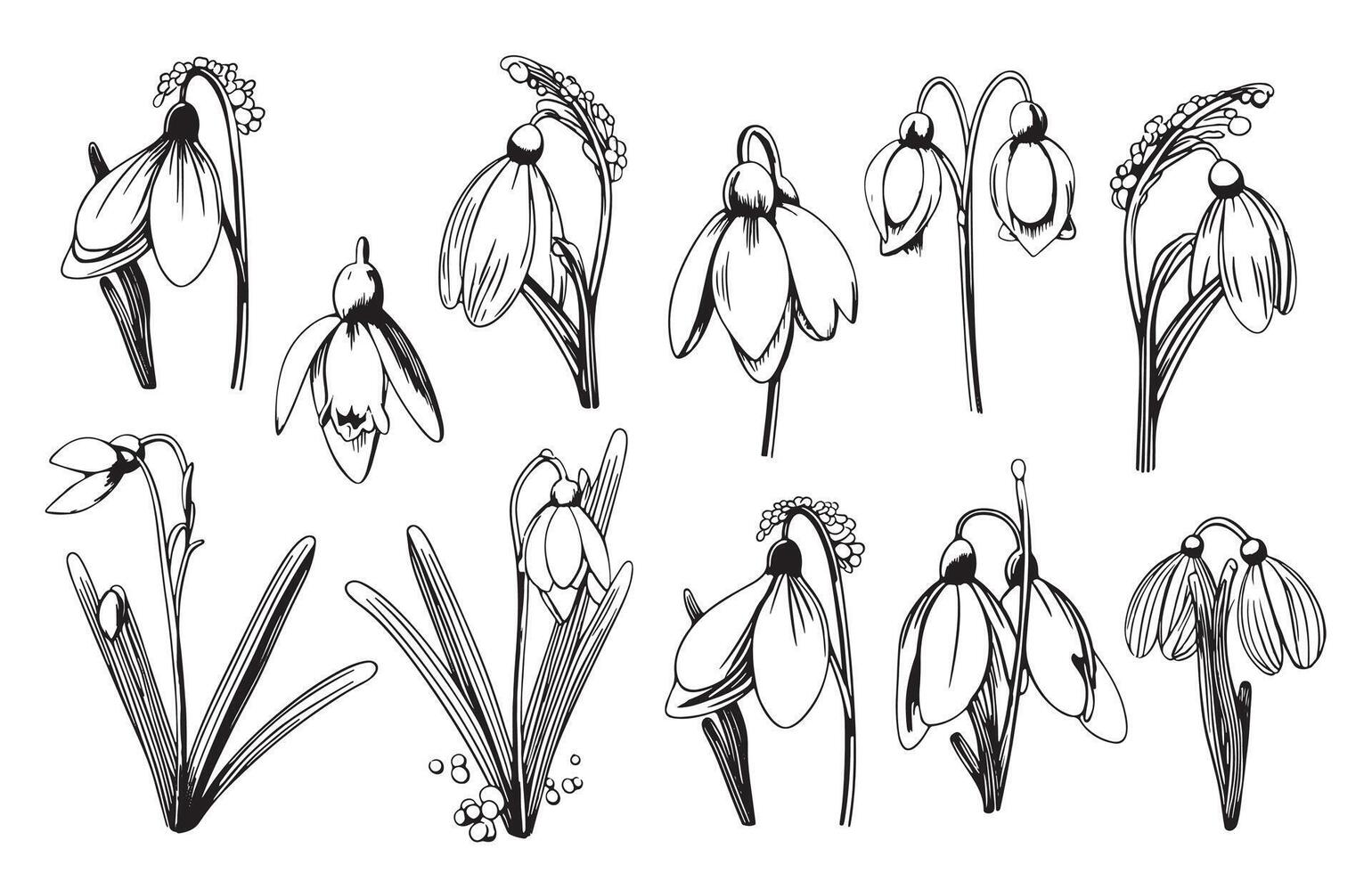 Snowdrop flower graphic vector