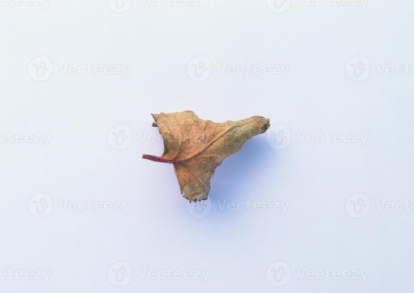 Leaves close view background. Leaf shape photo