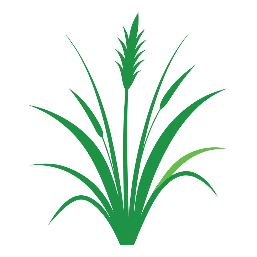 Prairie Dropseed Grass Art Illustration vector