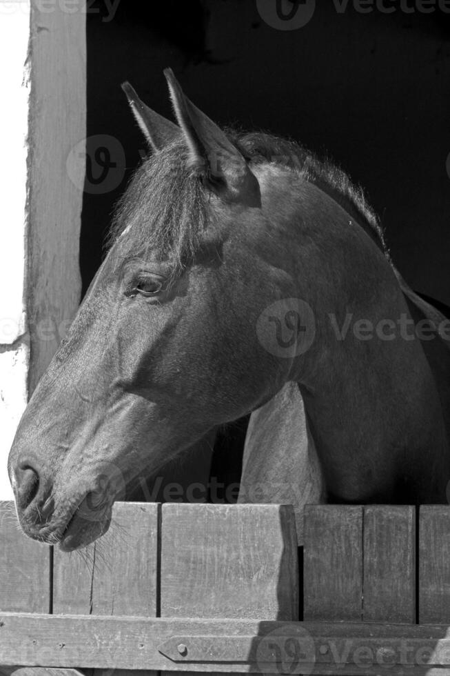 Gorgeous horse at a farm close view. Black and white monochrome grayscale photo