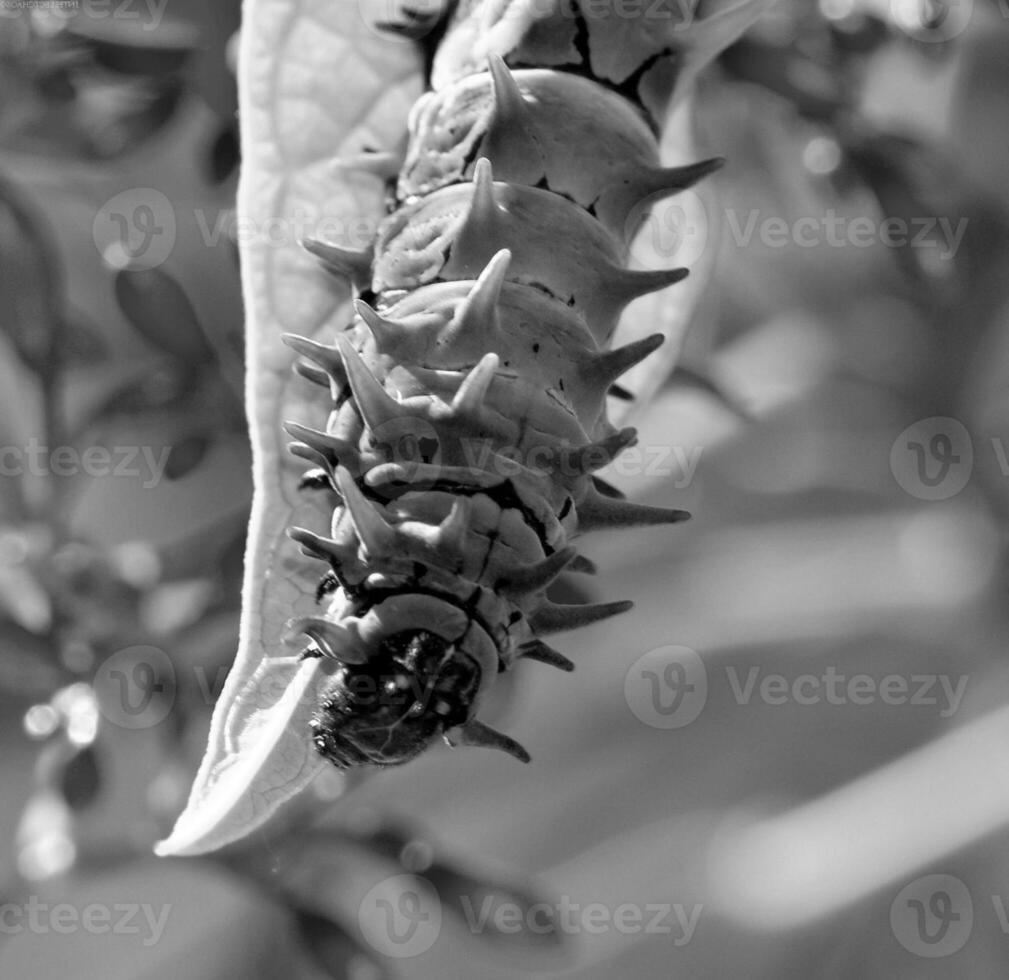 Insect close view background. Insects in their natural habitat close macro view. Black and white monochrome grayscale photo