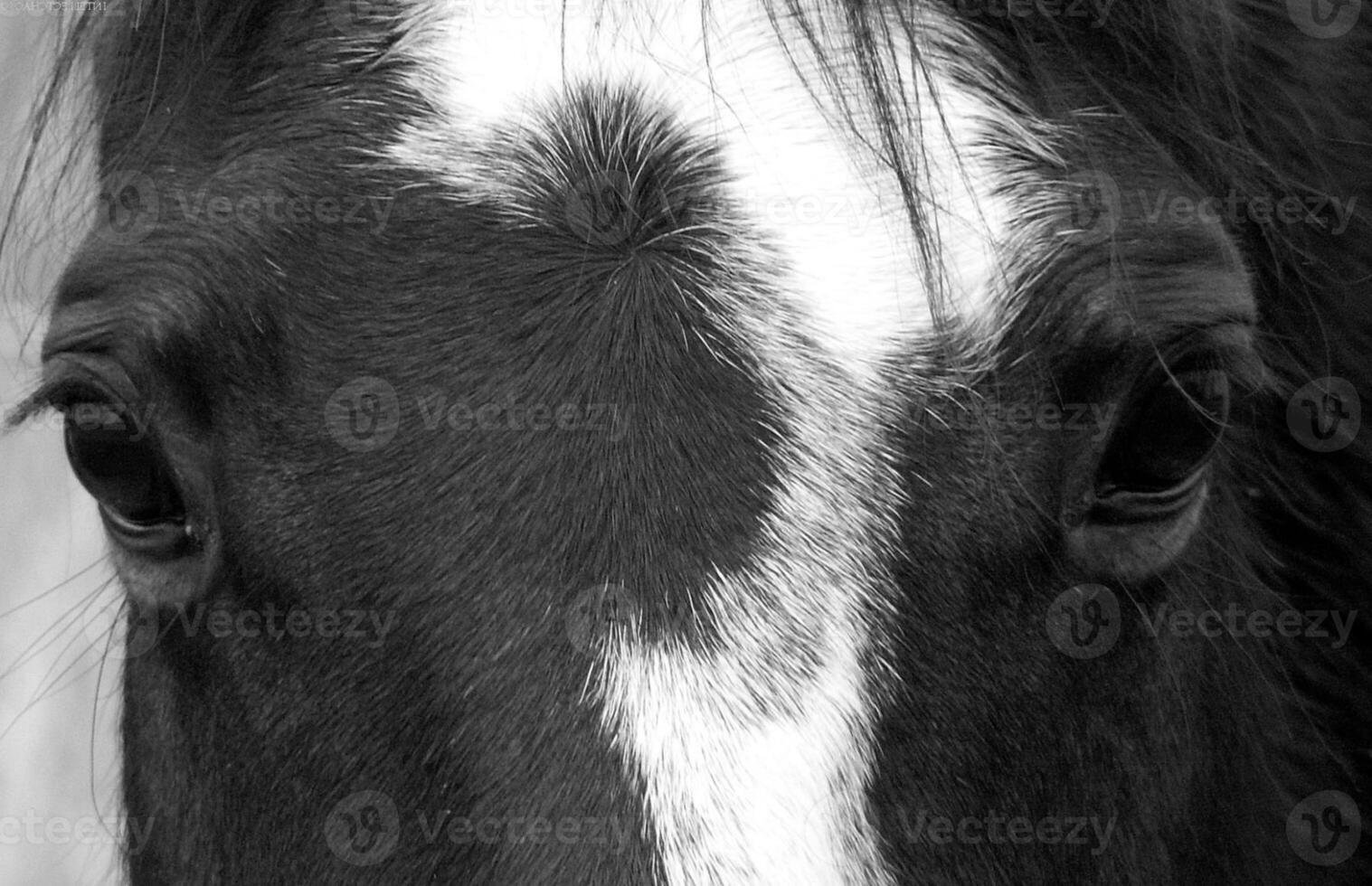 Gorgeous horse at a farm close view. Black and white monochrome grayscale photo