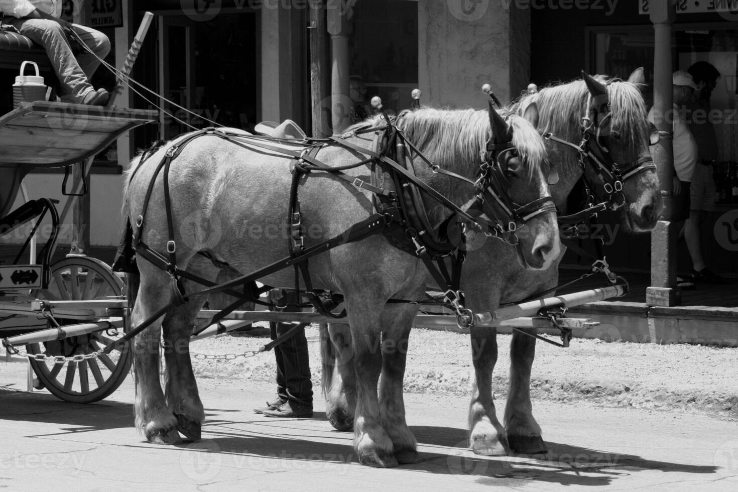 Gorgeous horse at a farm close view. Black and white monochrome grayscale photo