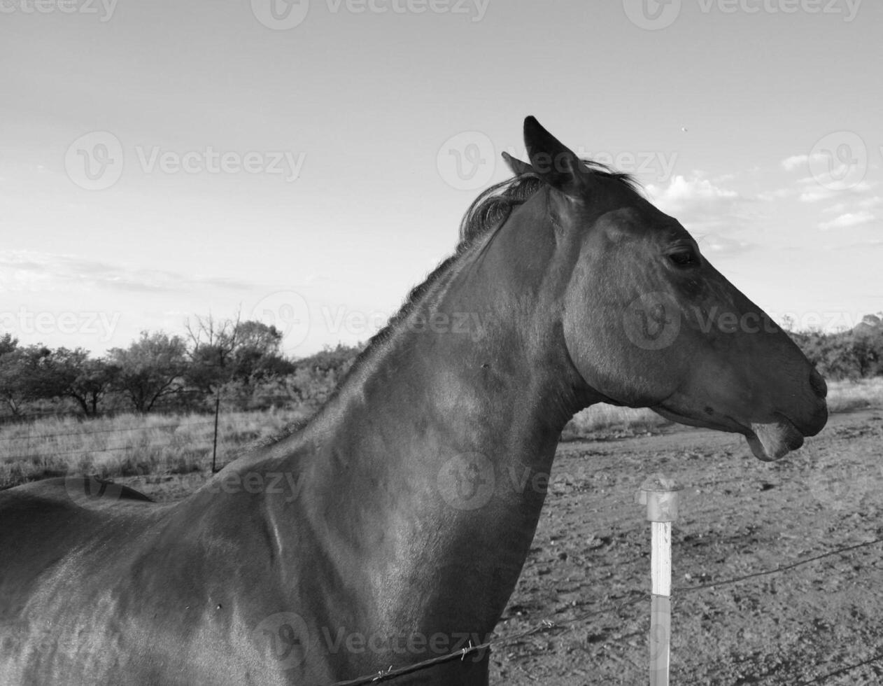 Gorgeous horse at a farm close view. Black and white monochrome grayscale photo