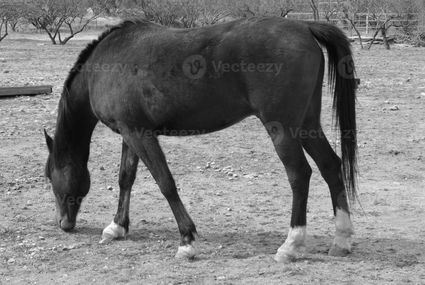 Gorgeous horse at a farm close view. Black and white monochrome grayscale photo