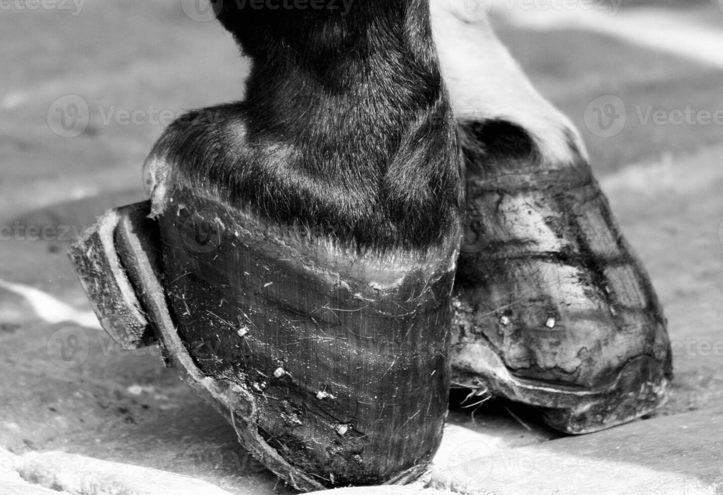 Gorgeous horse at a farm close view. Black and white monochrome grayscale photo