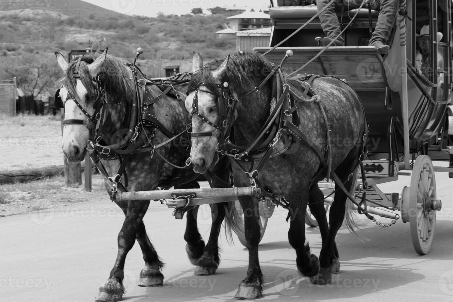Gorgeous horse at a farm close view. Black and white monochrome grayscale photo
