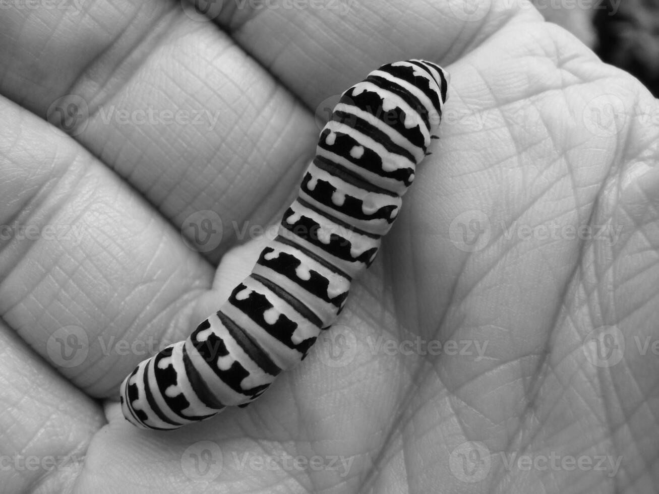 Insect close view background. Insects in their natural habitat close macro view. Black and white monochrome grayscale photo
