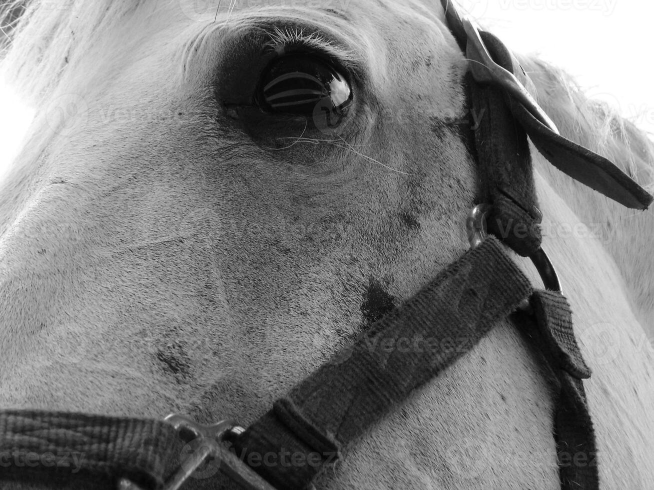 Gorgeous horse at a farm close view. Black and white monochrome grayscale photo