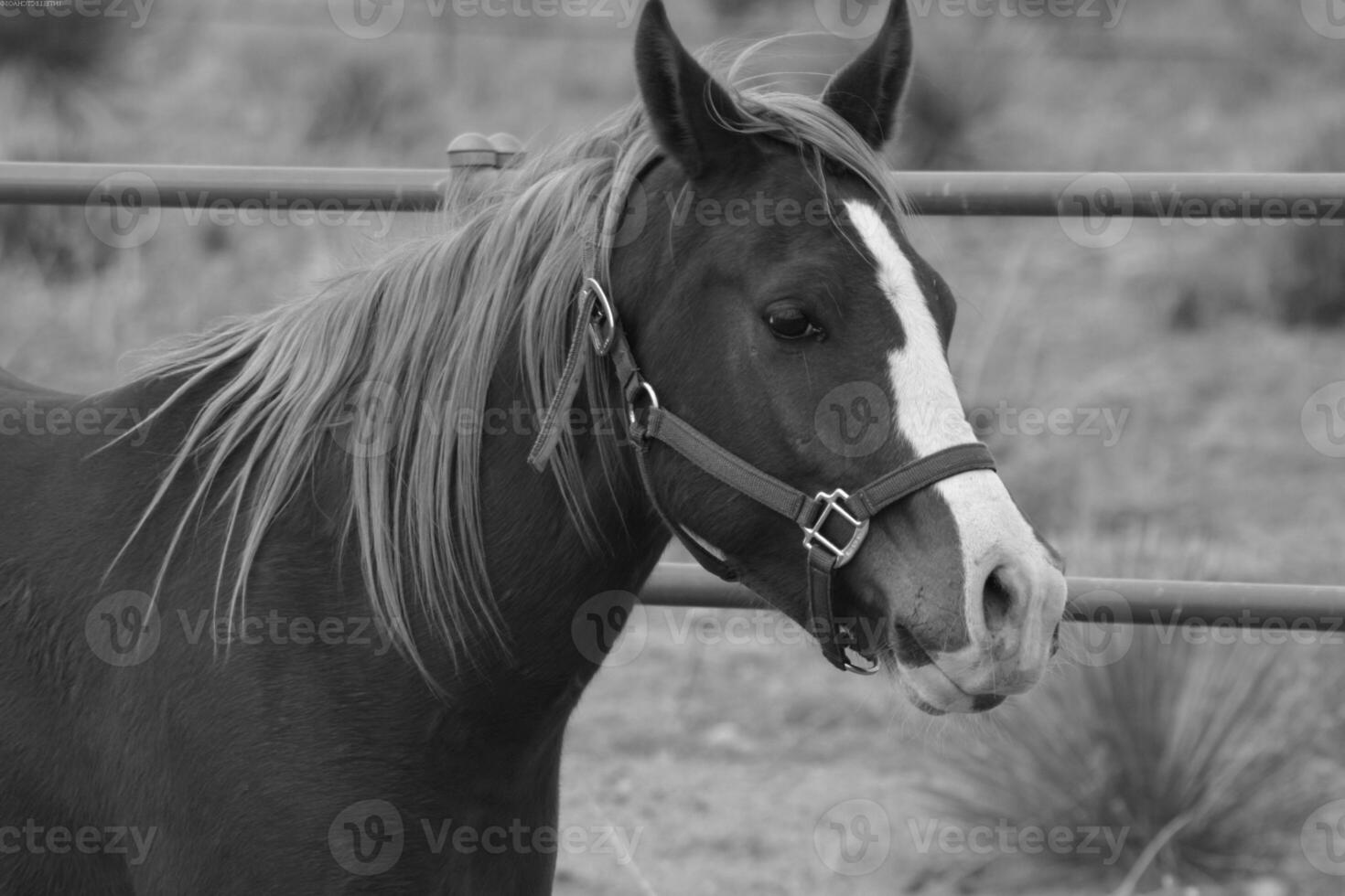Gorgeous horse at a farm close view. Black and white monochrome grayscale photo