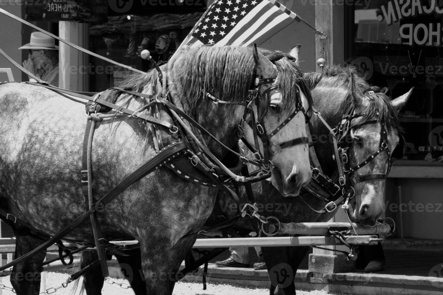 Gorgeous horse at a farm close view. Black and white monochrome grayscale photo