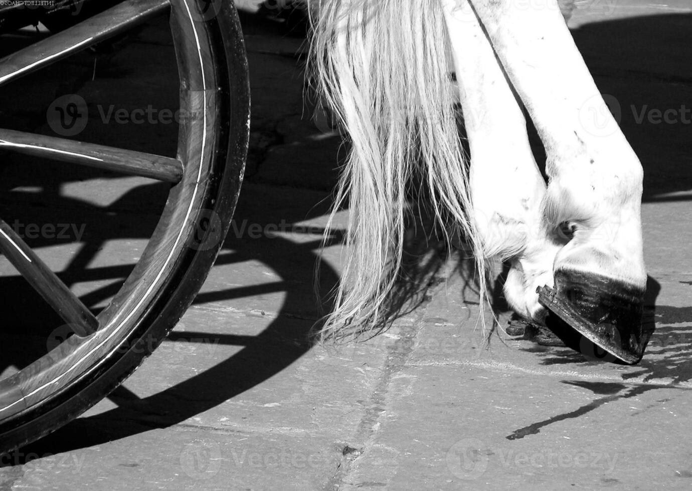 Gorgeous horse at a farm close view. Black and white monochrome grayscale photo
