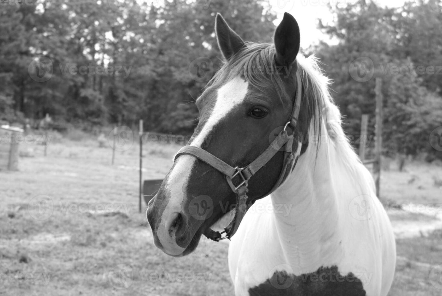 Gorgeous horse at a farm close view. Black and white monochrome grayscale photo