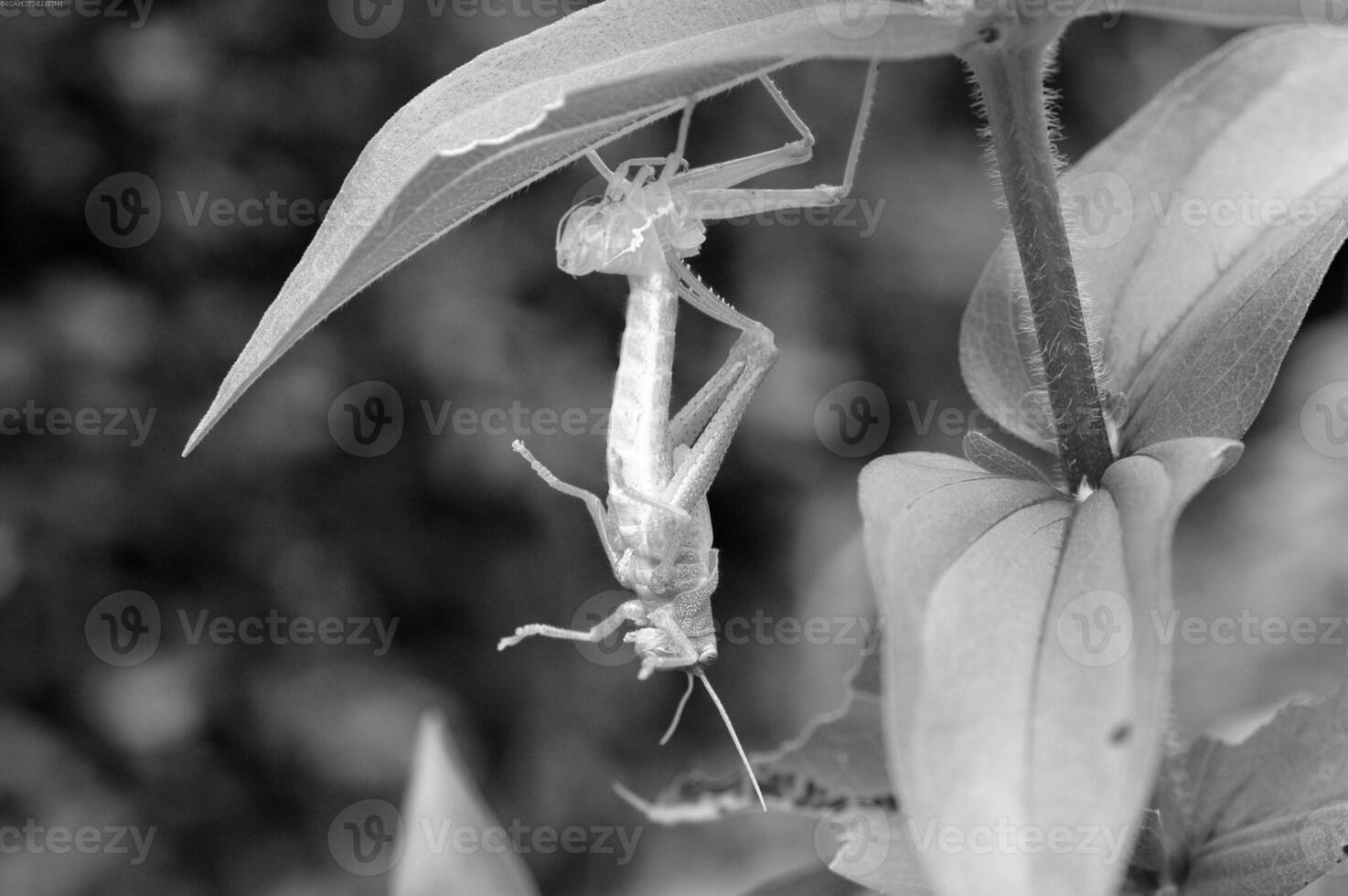 Insect close view background. Insects in their natural habitat close macro view. Black and white monochrome grayscale photo