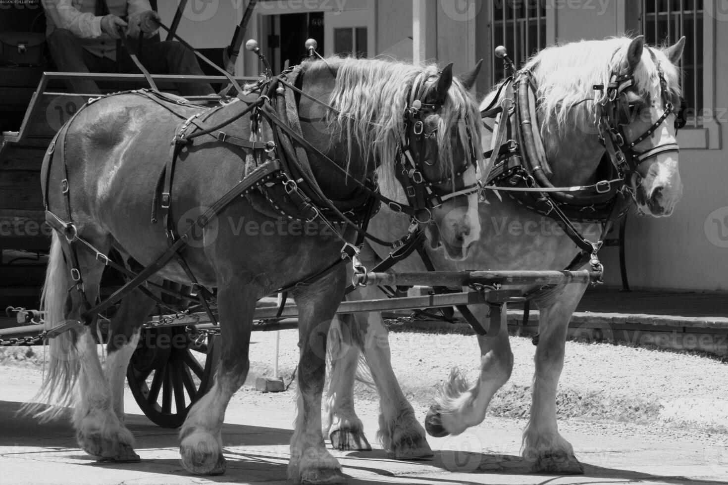 Gorgeous horse at a farm close view. Black and white monochrome grayscale photo