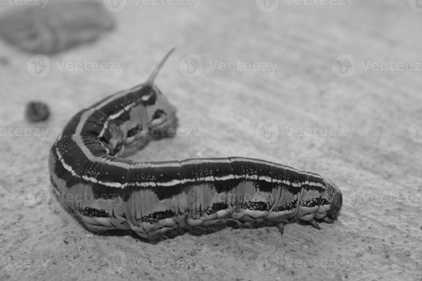 Insect close view background. Insects in their natural habitat close macro view. Black and white monochrome grayscale photo