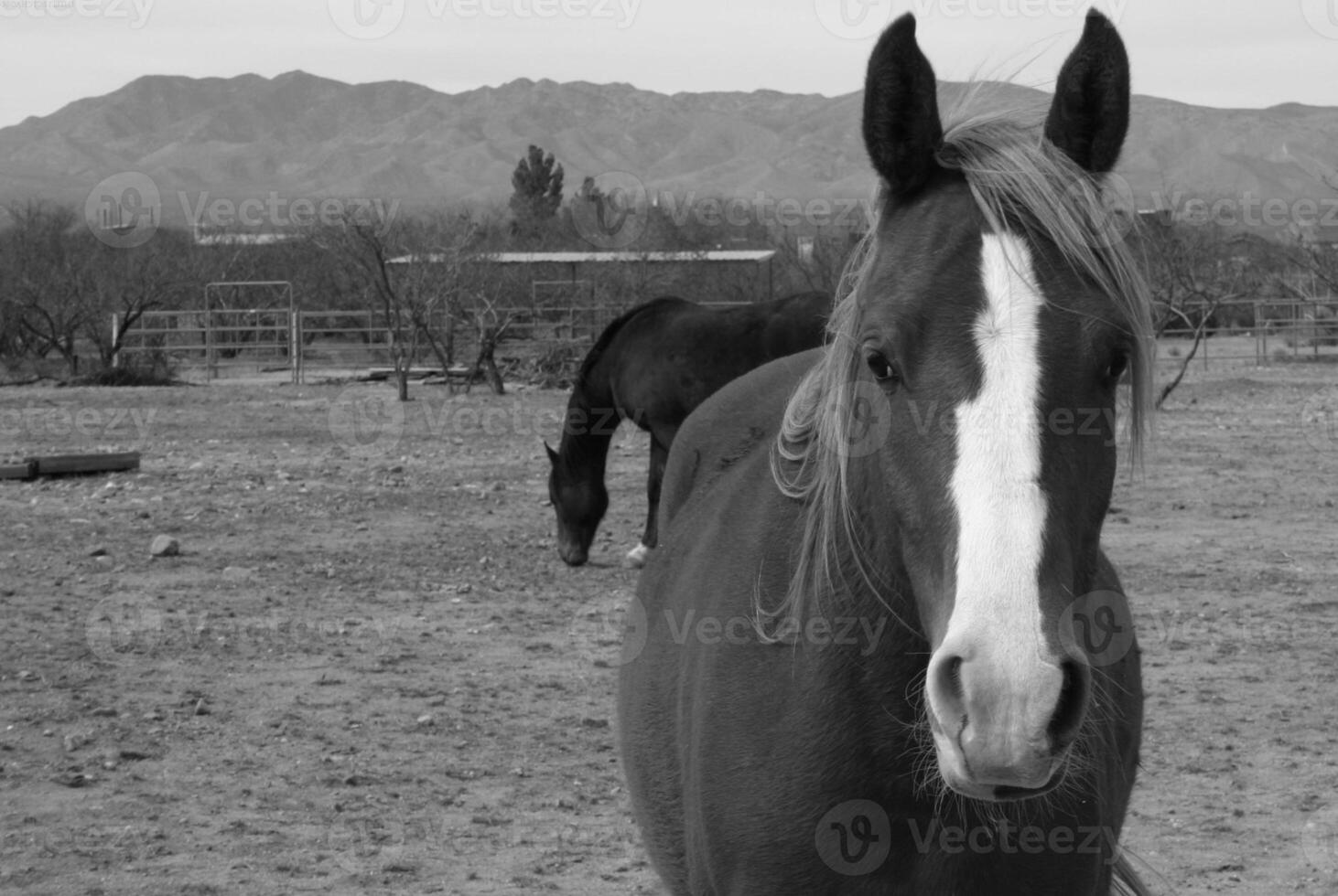 Gorgeous horse at a farm close view. Black and white monochrome grayscale photo