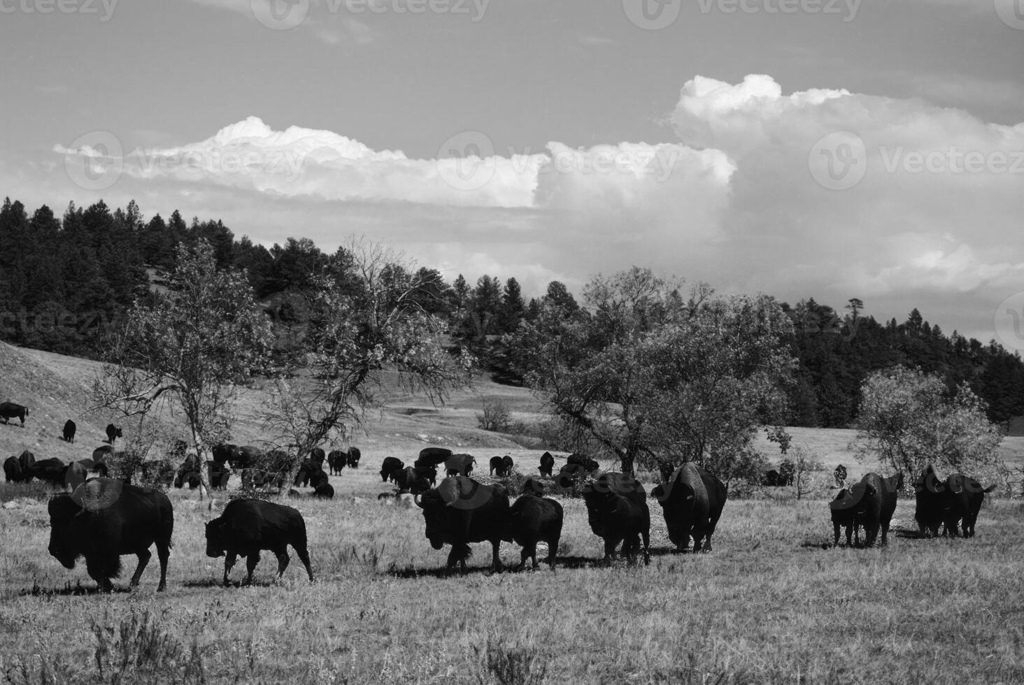Grazing Animals Under a Cloudy Sky in a Serene Natural Landscape photo