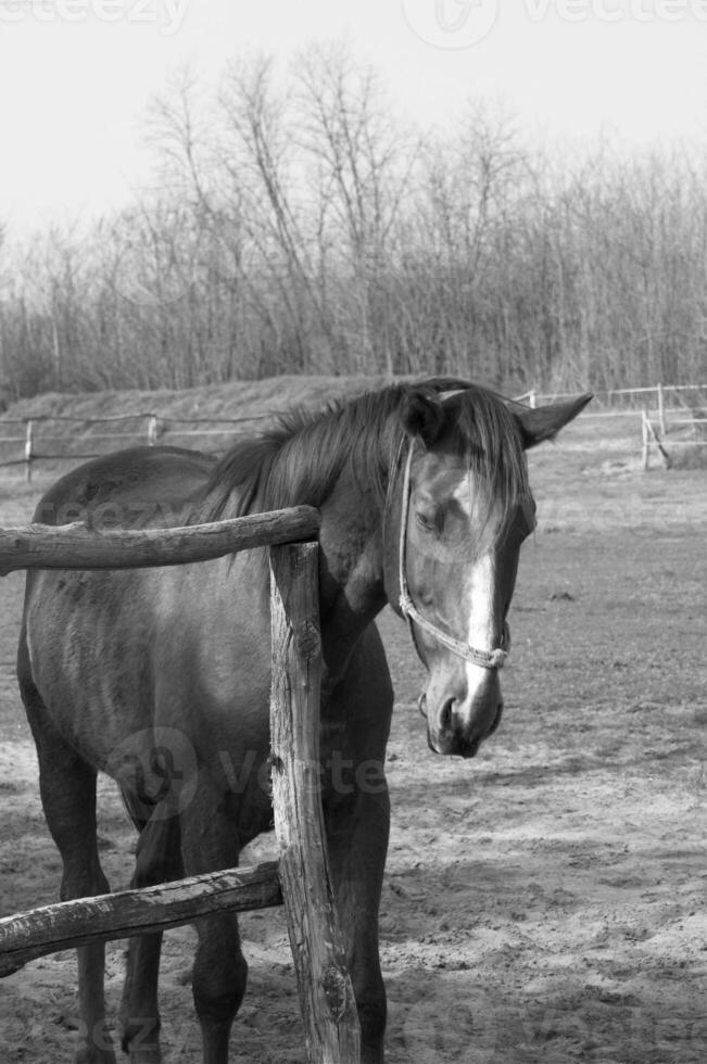 Gorgeous horse at a farm close view. Black and white monochrome grayscale photo