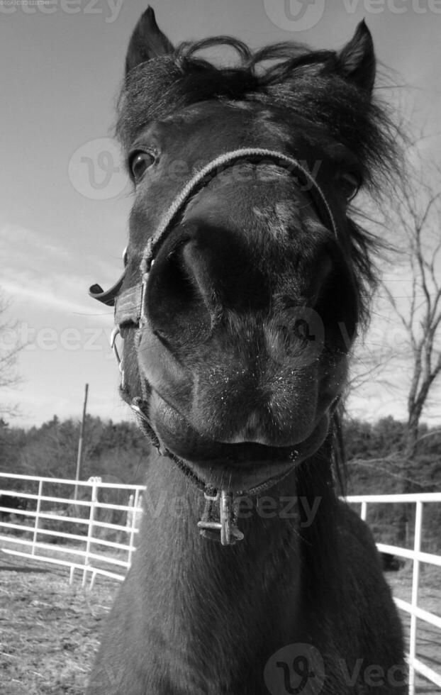 Gorgeous horse at a farm close view. Black and white monochrome grayscale photo