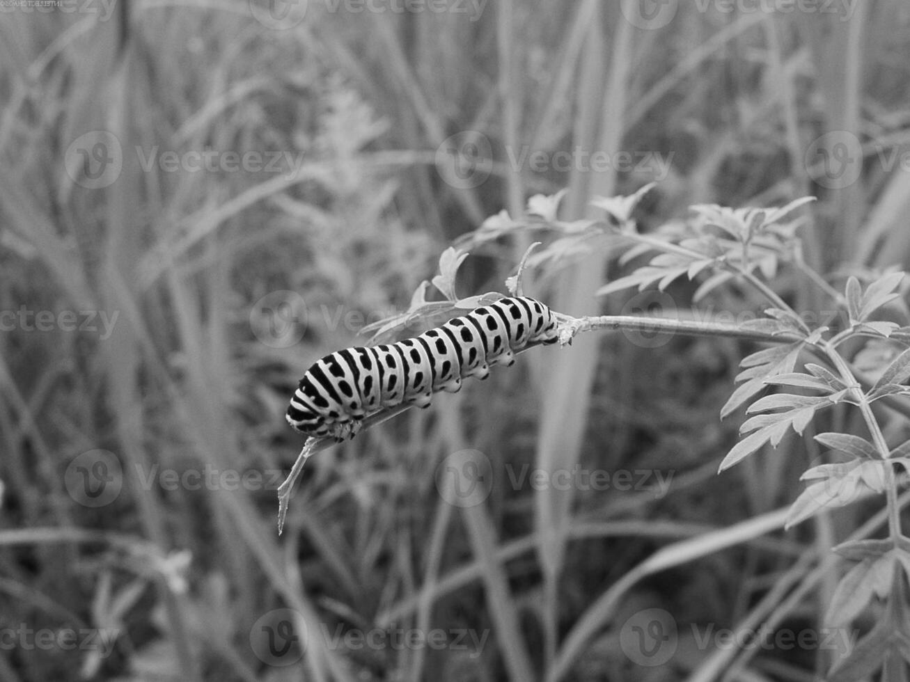 Insect close view background. Insects in their natural habitat close macro view. Black and white monochrome grayscale photo