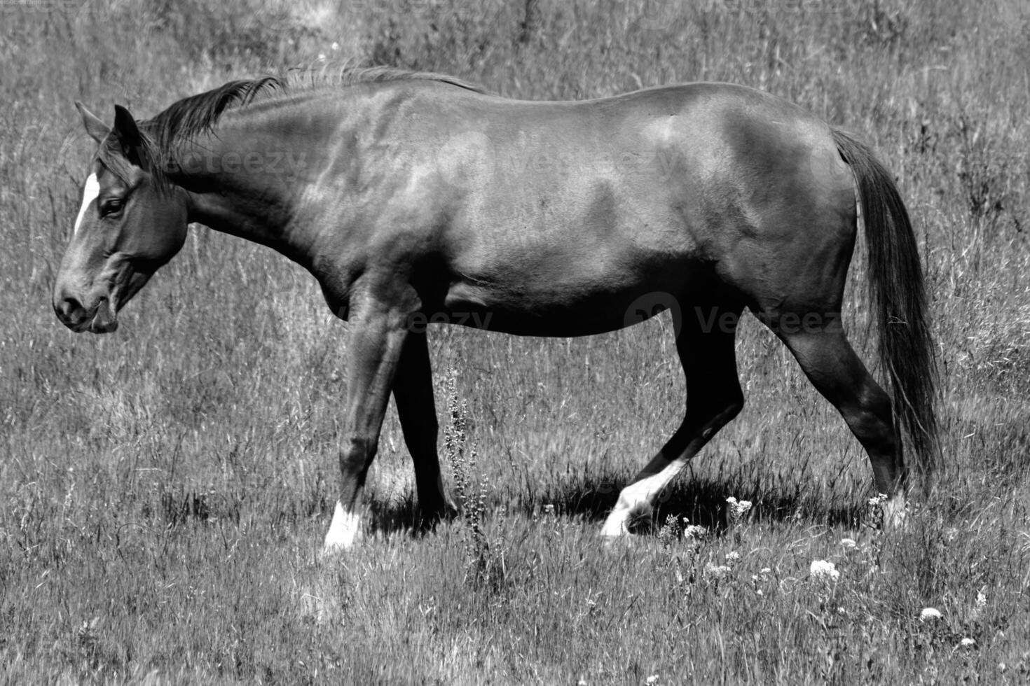 Gorgeous horse at a farm close view. Black and white monochrome grayscale photo