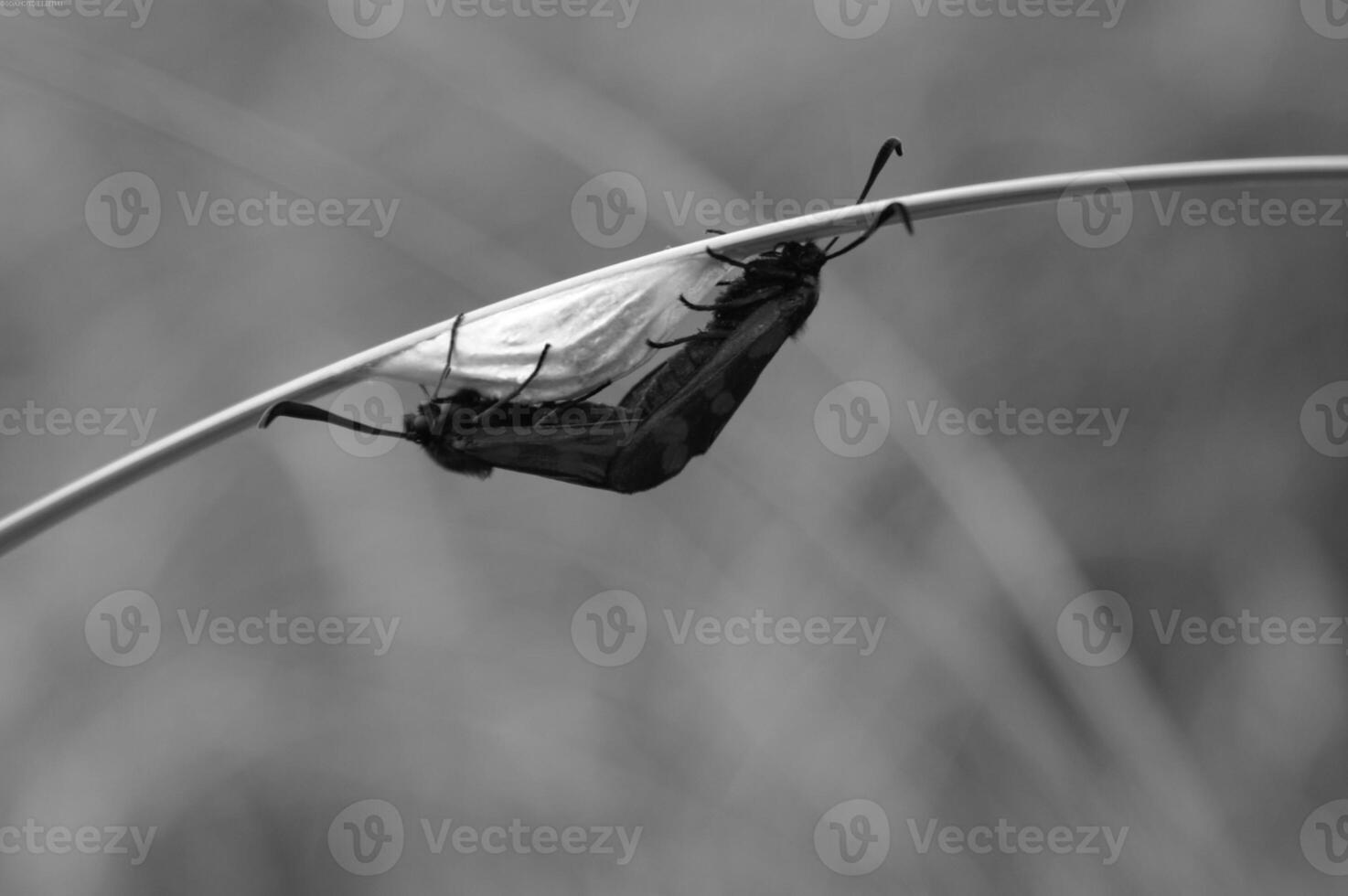Insect close view background. Insects in their natural habitat close macro view. Black and white monochrome grayscale photo