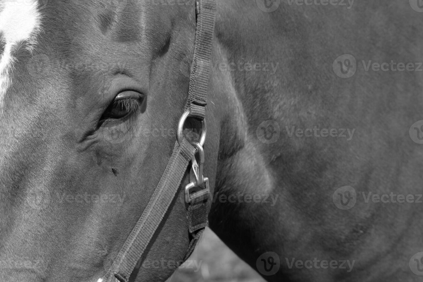 Gorgeous horse at a farm close view. Black and white monochrome grayscale photo