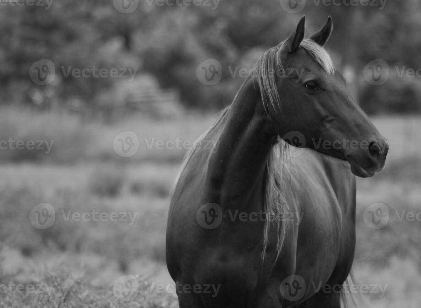 Gorgeous horse at a farm close view. Black and white monochrome grayscale photo