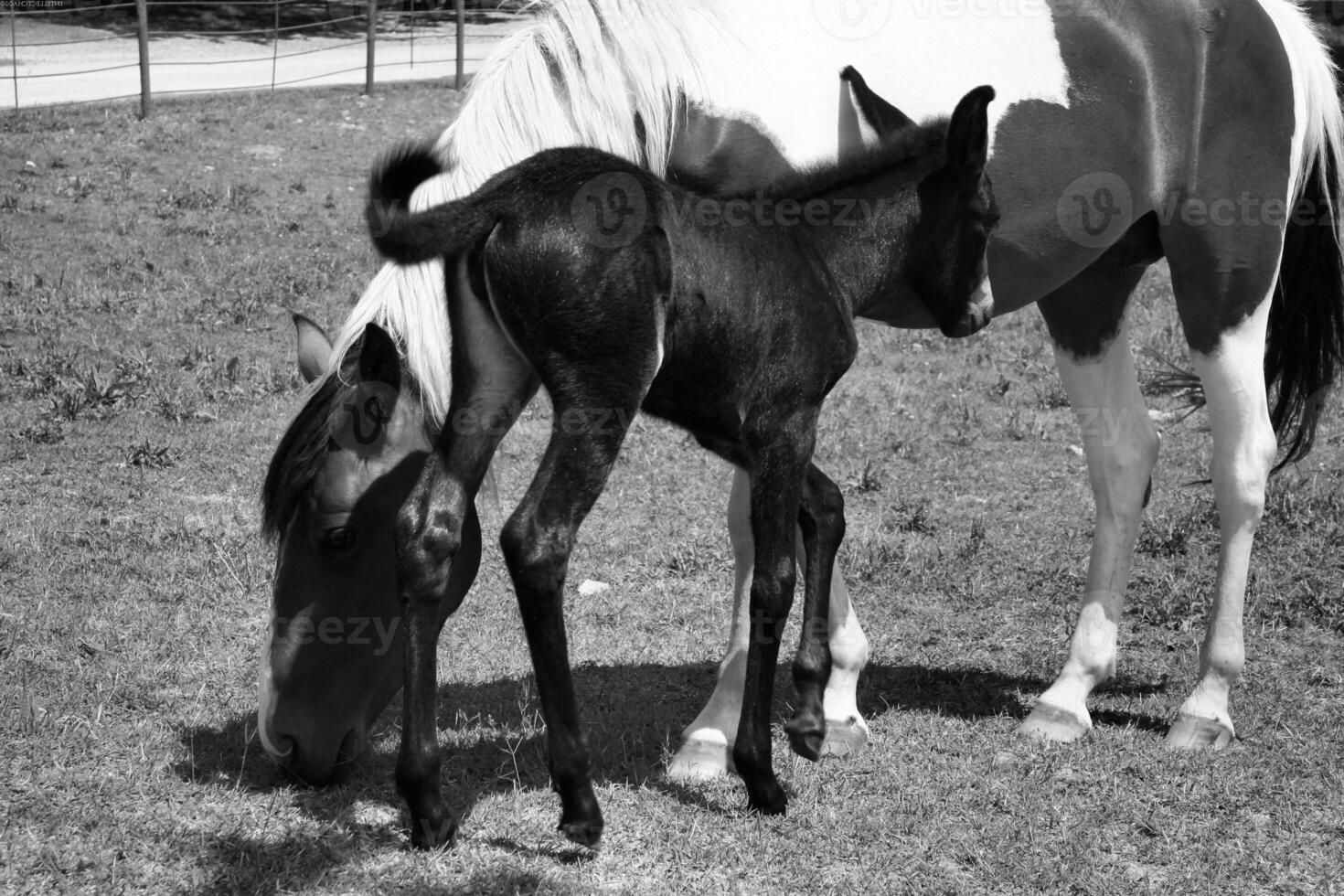 Gorgeous horse at a farm close view. Black and white monochrome grayscale photo