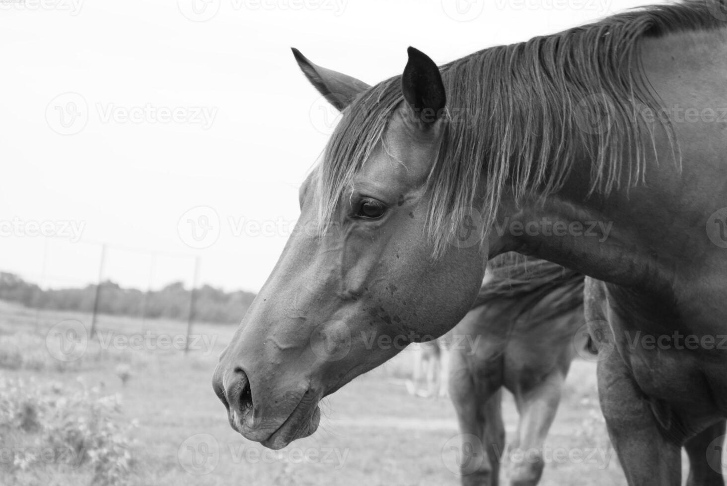 Gorgeous horse at a farm close view. Black and white monochrome grayscale photo