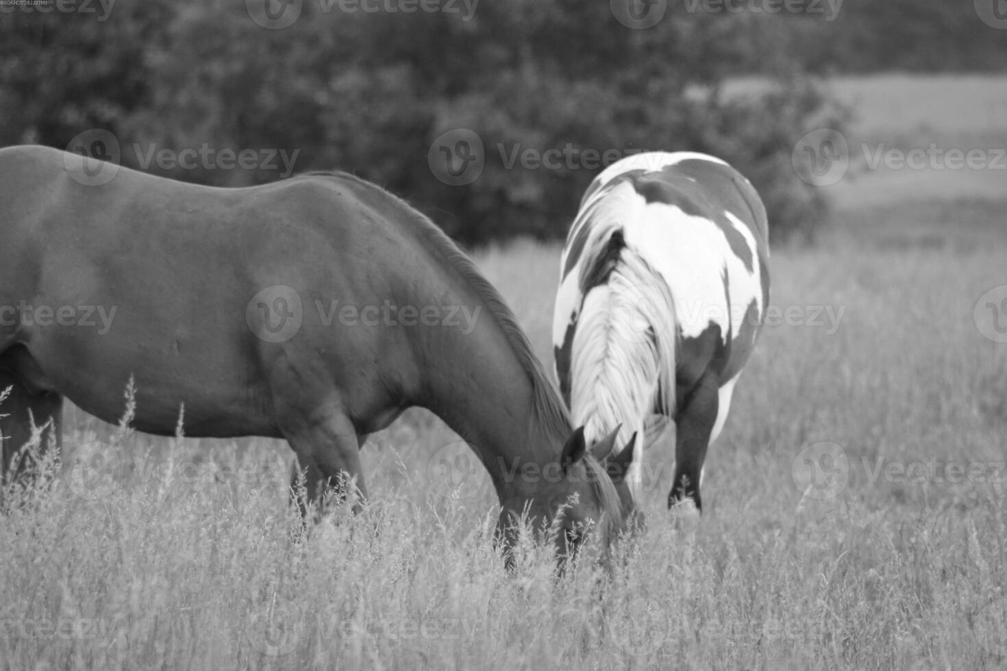 Gorgeous horse at a farm close view. Black and white monochrome grayscale photo
