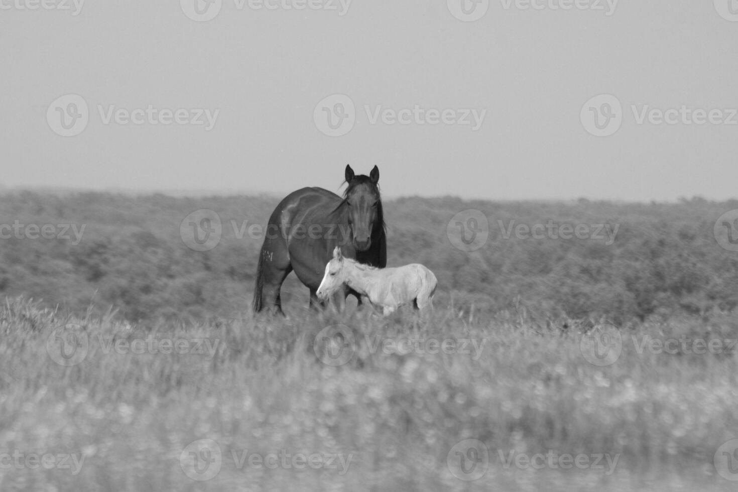 Gorgeous horse at a farm close view. Black and white monochrome grayscale photo