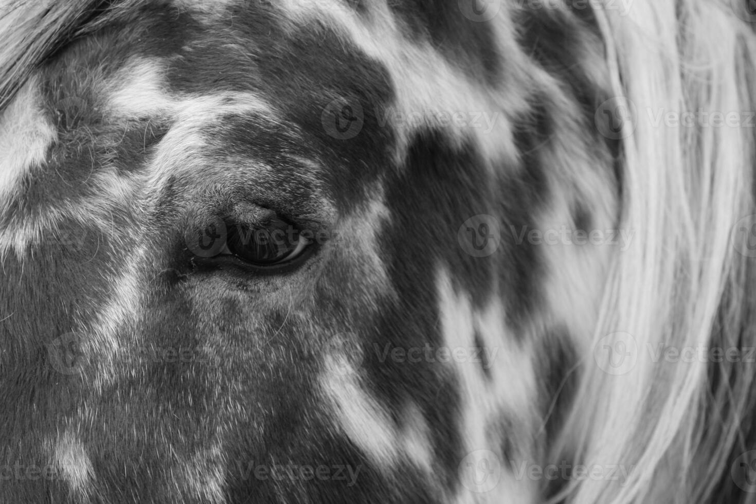 Gorgeous horse at a farm close view. Black and white monochrome grayscale photo