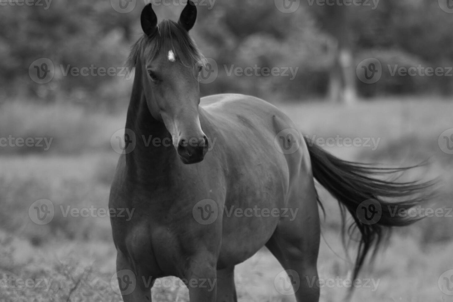 Gorgeous horse at a farm close view. Black and white monochrome grayscale photo