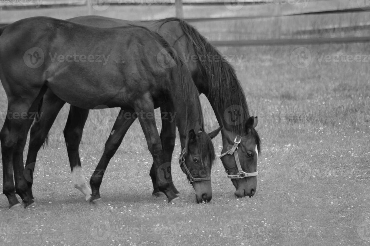 Gorgeous horse at a farm close view. Black and white monochrome grayscale photo