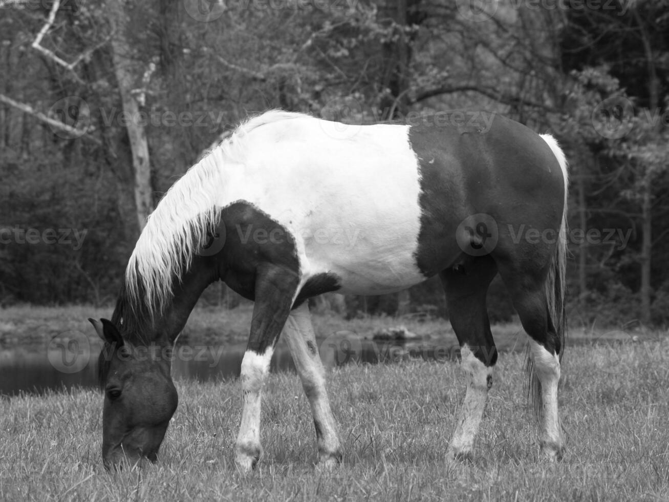 Gorgeous horse at a farm close view. Black and white monochrome grayscale photo