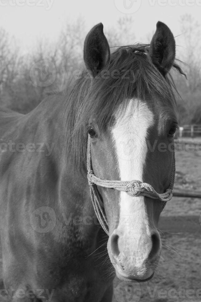 Gorgeous horse at a farm close view. Black and white monochrome grayscale photo